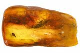 Detailed Fossil Cicada Larva (Auchenorrhyncha) In Baltic Amber #139028-1